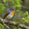 Red-breasted Flycatcher