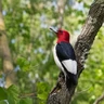 Red-headed Woodpecker