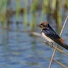 Red-rumped Swallow