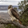 Red-tailed Hawk
