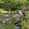 Say's Phoebe