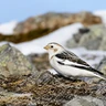 Snow Bunting