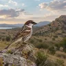 Spanish Sparrow