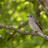 Spotted Flycatcher
