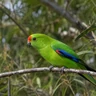 Superb Parrot