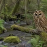 Tawny Owl
