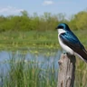 Tree Swallow