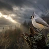 Tufted Titmouse