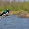 Violet-green Swallow