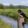 Welcome Swallow
