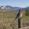 Western Bluebird