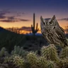 Western Screech-Owl