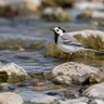 White Wagtail