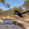 Willie Wagtail