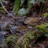Winter Wren