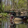 Wood Duck