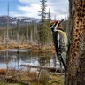 Yellow-bellied Sapsucker